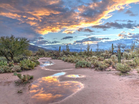 A photograph of the Sonoran desert