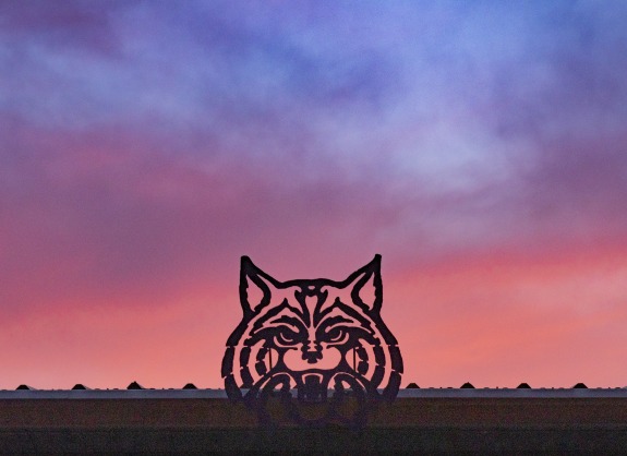 The University of Arizona Wildcat with the sunset in the background