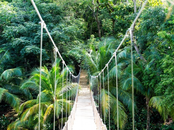 A photograph of a rainforest bridge 
