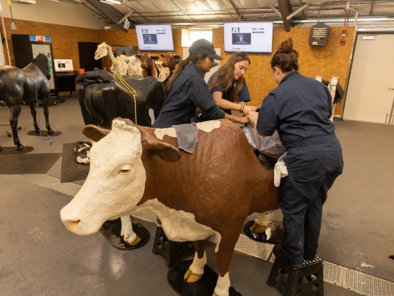 Students working and learning with fake horses and cows