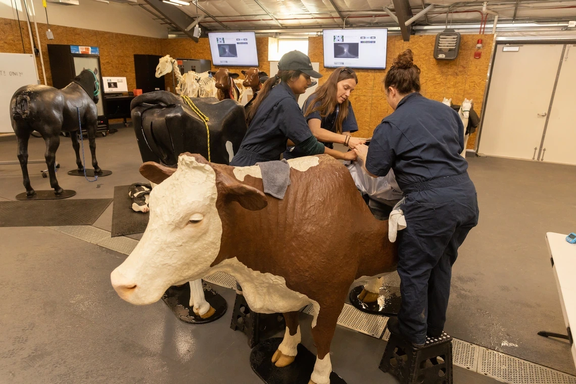 Students working and learning with fake horses and cows
