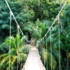 A photograph of a rainforest bridge 