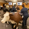 Students working and learning with fake horses and cows